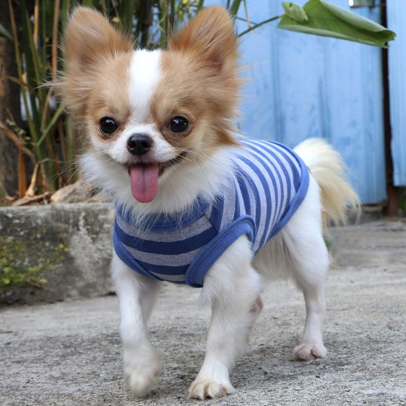 LOPHIPETS 100% Cotton Striped Dog Shirts for Small Dogs Chihuahua