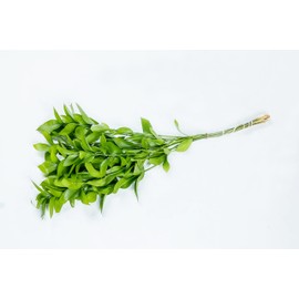 Fresh Ruscus Isreali Greens Great Filler 10stems/Bunch Wedding Event Everyday