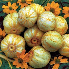BmoreSpicy.com Lemon Cucumber 50 Seeds Heirloom Unique Canning Rare Pickling OP