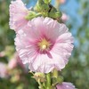 Eden Brothers Hollyhock Seeds - Henry VIII - Pink