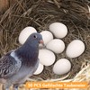aleawol Pack of 50 Fake Pigeon Eggs, Solid Plastic Pigeon