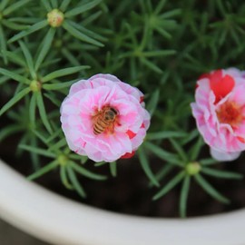 5000 Pink and White Moss Rose Seeds, Double Flowered Rose Moss Perennial Flower Seeds for Planting Drought Tolerant Plants Outdoors Ground Cover Plant Lover Gifts