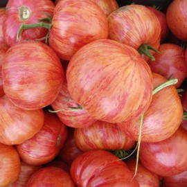 Southeast Seeds Vintage Wine Tomato Seeds, Rare Heirloom, NON-GMO, Potato Leaf, FREE SHIPPING - 60 Seeds