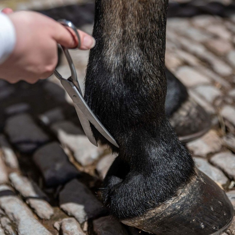 XtraHardy Fetlock Curved Grooming Scissors Rounded Scissor Trimming Horses Ponies