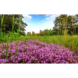 TomorrowSeeds - Purple Creeping Thyme Seeds - 60000+ Count - for 2025 Planting Magic Carpet Ground Cover Grass Lawn Replacement Scented Flower Thymus Serpyllum Garden Flowers Grow Your Own Home Farm