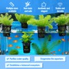 Lyksgir 6 Pack Large Aquarium Plant Holder with Extension Hooks(3