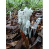 Ghost Pipe Tincture 4oz Harvested In Pennsylvania FREE Shipping