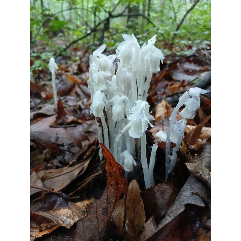 Ghost Pipe Tincture 4oz Harvested In Pennsylvania FREE Shipping