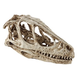 VILLFUL Unique Dinosaur Skull Model Skull Specimen Attractive Design for Present