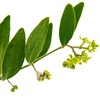 Gumleaf Essentials Gumleaf Essentials Jojoba Carrier Oil - 4.2fl oz,