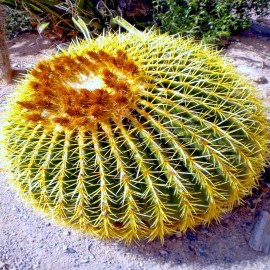 Cactus 25 Golden Barrel Ball Cactus Seeds Echinocactus grusonii Flowering Cacti Plant