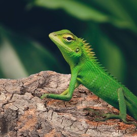 YARNOW 4 Pcs Cork Bark Reptile Bark Decor Cork Wood Bark Cork Hides for Reptiles (9 inch Length, 2.9 inch Width)