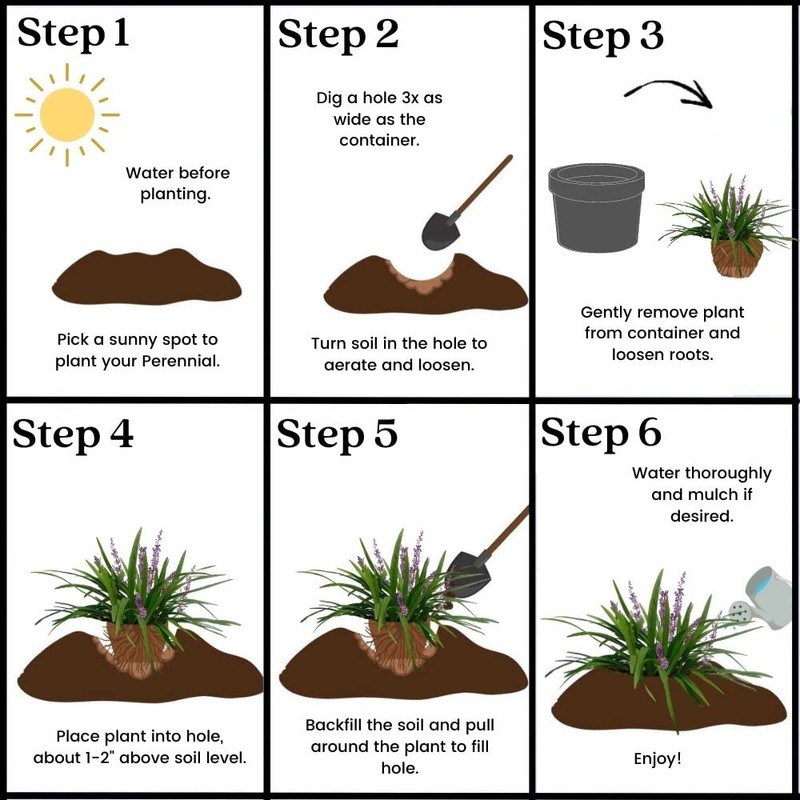 Grass 1 Gal. Big Blue Liriope Grass Plant