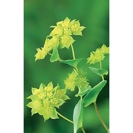 Bupleurum Griffithii (Griffitti) Nice Garden Flower by Seed Kingdom (50 Seeds)