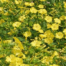 50 Yellow Four O’Clock Flower Seeds Mirabilis Jalapa