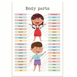Body Parts Classroom Poster - Learning the Body - Early Learning Resources - Anatomy - Elementary School - 12 x 18 Inch - Classroom Decor - Classroom Must Haves - Back To School Decor - CPS0246