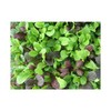 Viridis Hortus - Pak Choi Colour Crunch Mix 1600 (4g's
