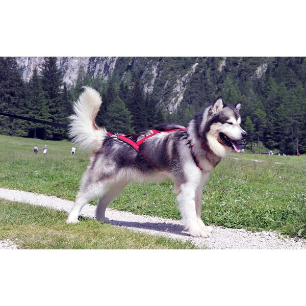 Neewa Sled Pro Harness, Dog Pulling Harness, Husky Harness, Mushing