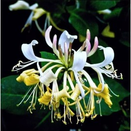Seed-Top 200 Japanese Honeysuckle Seeds Fragrant Lonicera japonica Yellow White Honeysuck