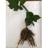 3 Triple Crown BlackBerry Plants, Organically Grown Non-GMO Bare Root