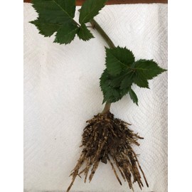 3 Triple Crown BlackBerry Plants, Organically Grown Non-GMO Bare Root Plants