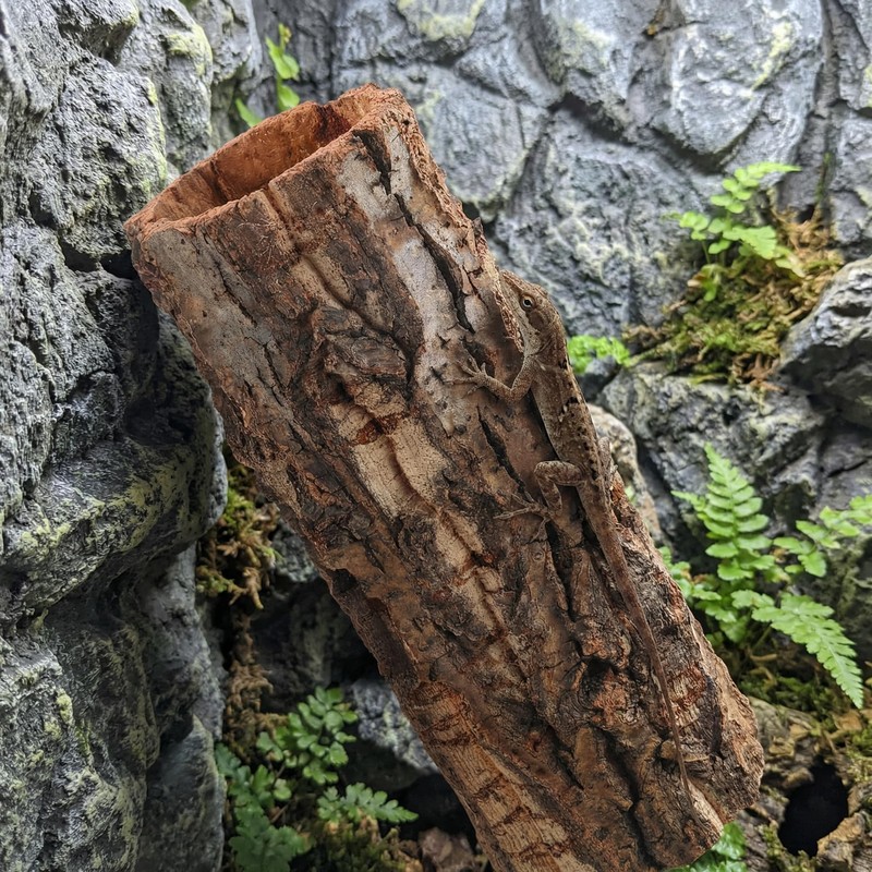 DECHOUS Natural Cork Bark for Reptile Hideout Round Cork Bark