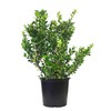 Ilex X meserveae 'Blue Prince' (Blue Holly) Evergreen, #3 -