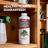 Japanese Maple Fertilizer – Liquid Plant Food for Vibrant Color,