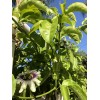 Passion Fruit Passiflora Edulis Passion Fruit Plant 8” With Pot