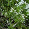 Cleavers Seeds (Galium aparine) Packet of 20
