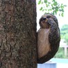 Garden Peeker Sloth Sculptures Lovely Innovative Simulation Resin Waterproof Lasting