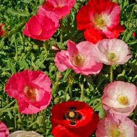Papaver rhoeas (Corn Poppy, Single Mixed) Flower Seeds, Easy to Grow, Elegant Appearance, Highly Attractive to Pollinators, Seeds by MySeeds.Co, You Choose The Amount (1 LB)