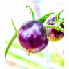 Seeds Blue Tomato 20+ Seeds to Grow Heirloom Dark-Blue Tomato