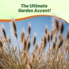 Outsidepride Chinese Pennisetum Fountain Ornamental Grass Seeds - 200 Pcs