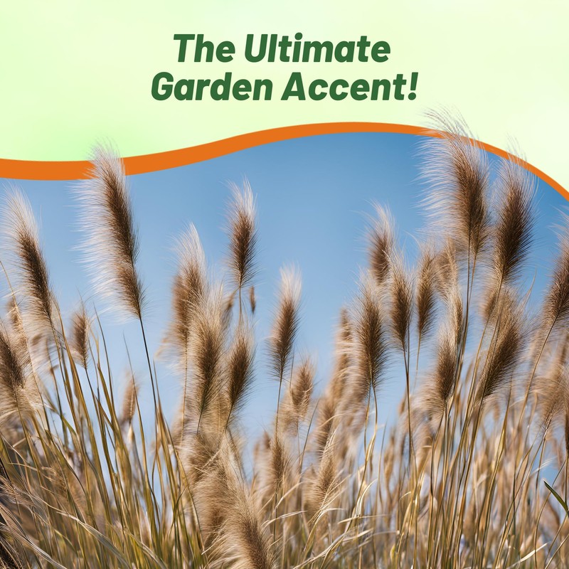 Outsidepride Chinese Pennisetum Fountain Ornamental Grass Seeds - 200 Pcs