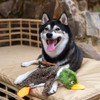Best Pet Supplies - Juguete Divertido para Perro sin Relleno,