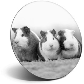 Destination Vinyl ltd Magnet for Refrigerator, Fridge BW - Cute Guinea Pigs Pet Animal for Office, Cabinet and Whiteboard, Magnetic Stickers, 38270