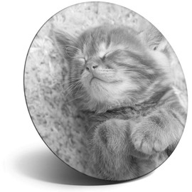 Destination Vinyl ltd Magnet for Refrigerator, Fridge BW - Cute Ginger Kitten Cat Pet for Office, Cabinet and Whiteboard, Magnetic Stickers, 43832