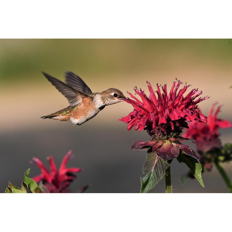 Amturf Roll & Grow Wildflower Garden Blanket, Butterfly Mix, 1'