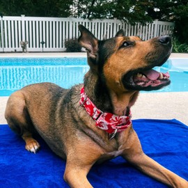 Country Brook Petz - HossFit Jr Wide Martingale Dog Collar - Summer Breeze Collection Featuring Sunny Designs (Red Hawaiian, Large)