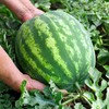 Organic Watermelon Seeds (Crimson Sweet) - Approx 12 Seeds -
