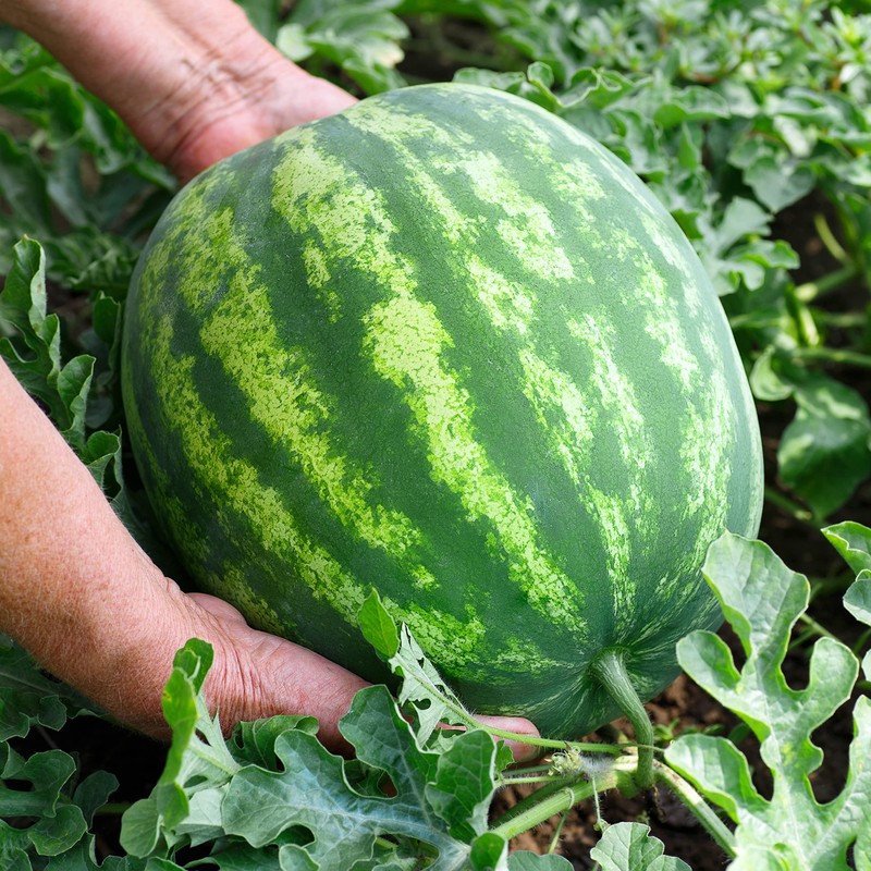 Organic Watermelon Seeds (Crimson Sweet) - Approx 12 Seeds -