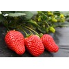2000+ Red Climbing Strawberry Seeds Hydroponic Sweet Strawberry Seeds for