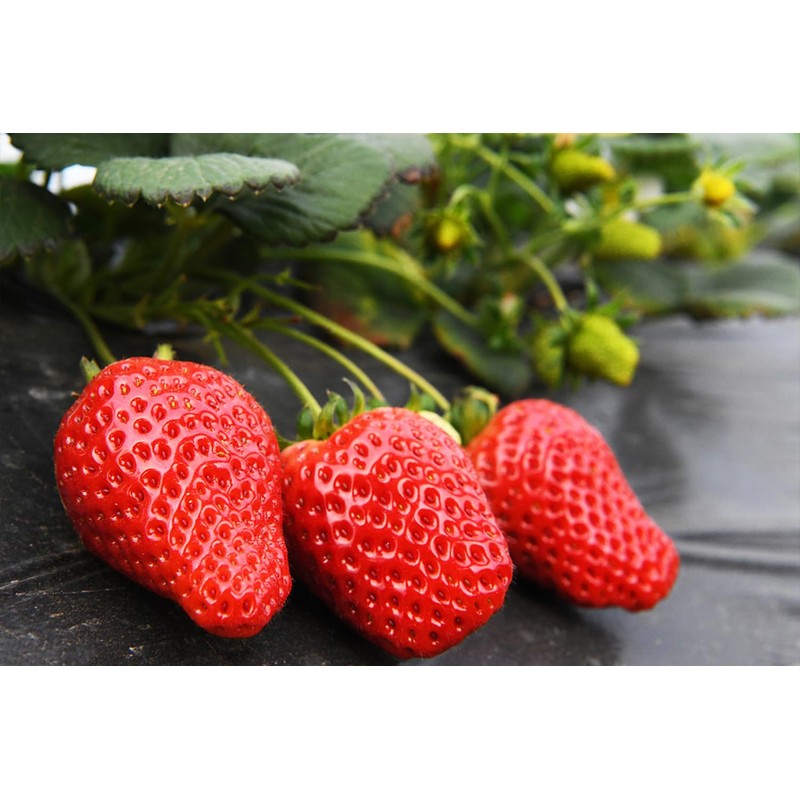 2000+ Red Climbing Strawberry Seeds Hydroponic Sweet Strawberry Seeds for
