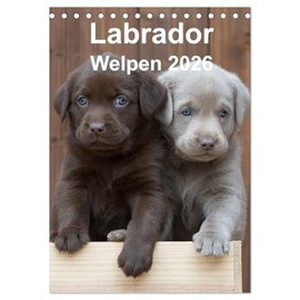 Labrador Puppies (Desk Calendar 2026 DIN A5 High), CALVENDO Monthly Calendar: A Whole Year Full of Labrador Puppies (CALVENDO Animals)