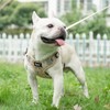 PUPTECK Dog Harness and Leash Set Small Sized, Step in