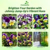 Outsidepride Outsidepride 1/2 lb. Perennial Viola Johnny Jump Up Flower