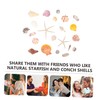 Parliky DIY Shells Craft Kit Natural Conch Large Seashells for