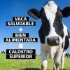Beyond Vitamins Calostro Bovino Certificado Grass Fed Libre Pastoreo 1800