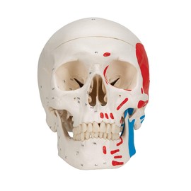 3B Scientific Classic Skull, Painted, 3-Part